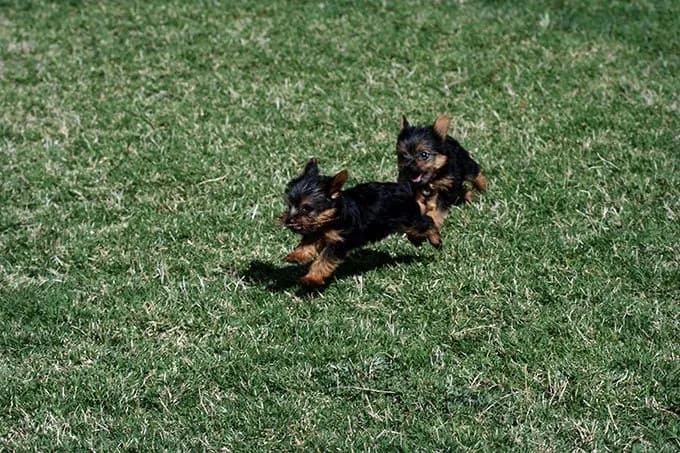 Teacup-Yorkie-jugando