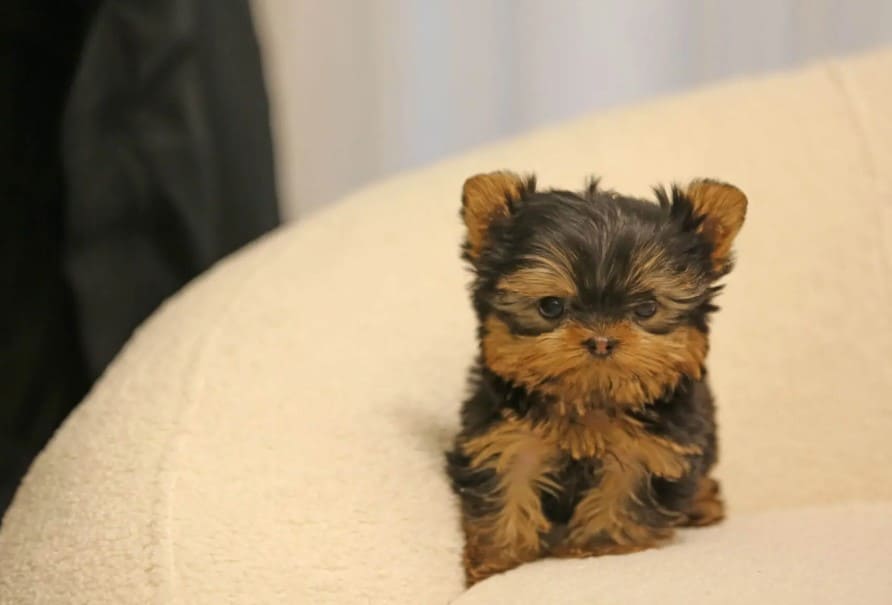 teacup-yorkie en el sofa