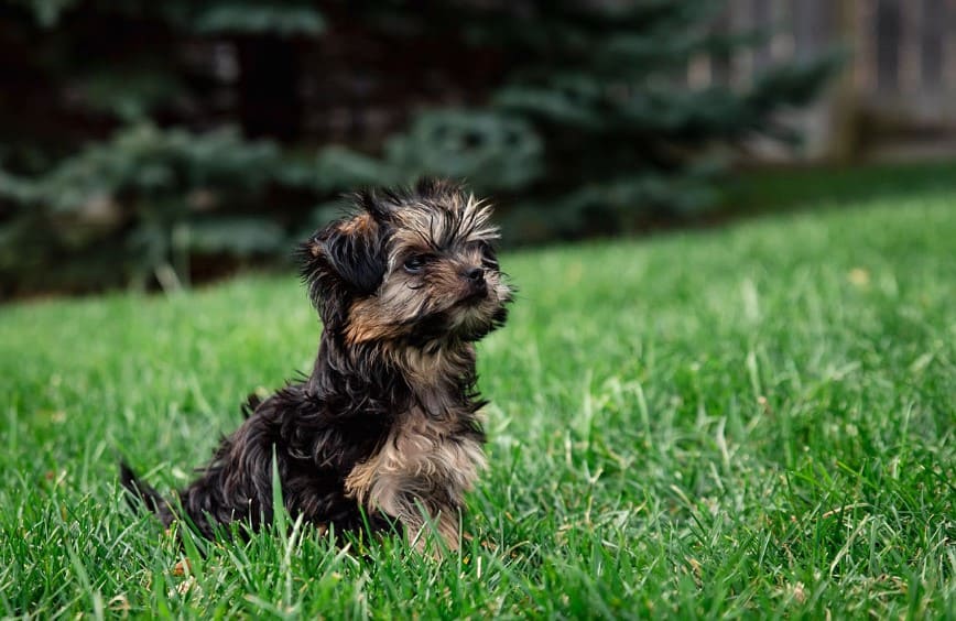 teacup-yorkie