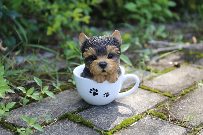 teacup-yorkshire-terrier taza